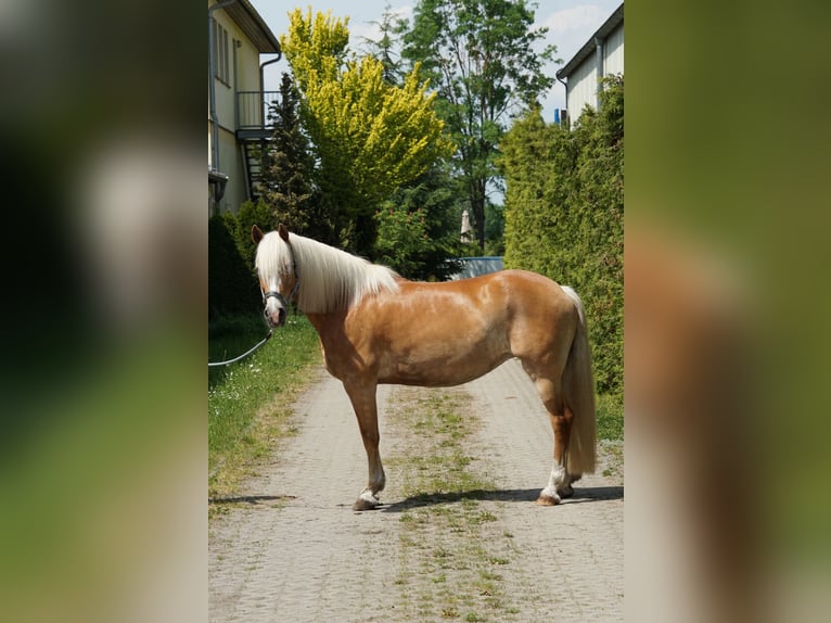 Haflinger Jument 12 Ans 158 cm  in Schmogrow-Fehrow