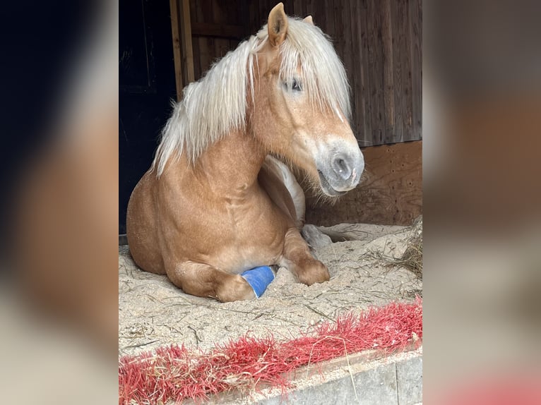 Haflinger Jument 12 Ans 160 cm Buckskin in Bad Segeberg
