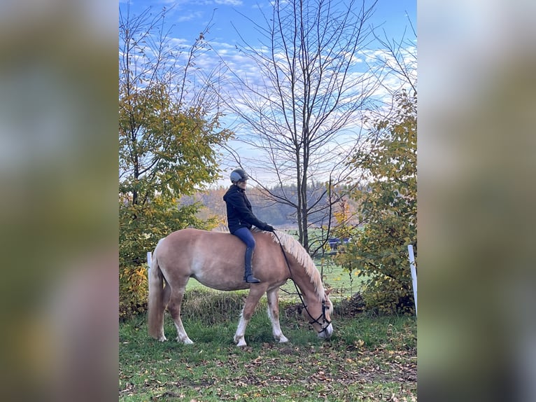 Haflinger Jument 12 Ans 160 cm Buckskin in Bad Segeberg