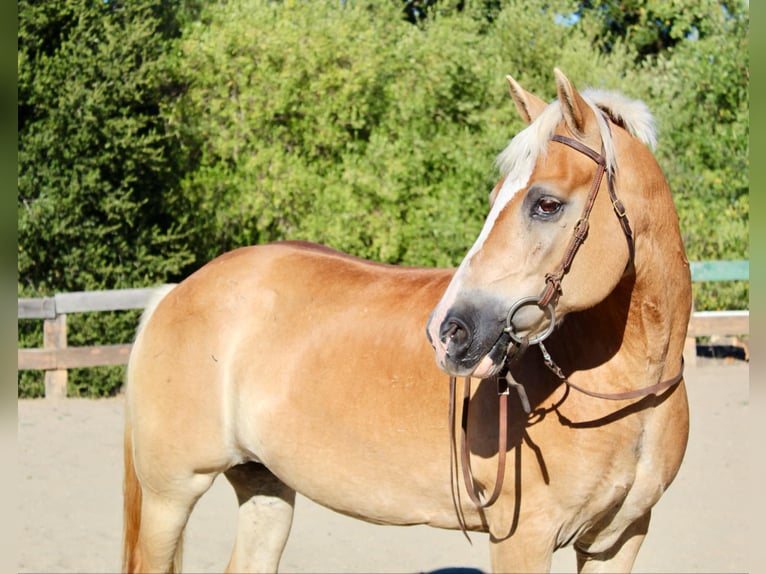 Haflinger Jument 12 Ans Alezan brûlé in Bitterwater CA