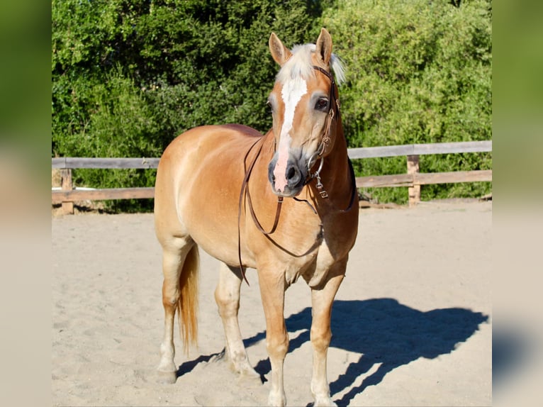 Haflinger Jument 12 Ans Alezan brûlé in Bitterwater CA