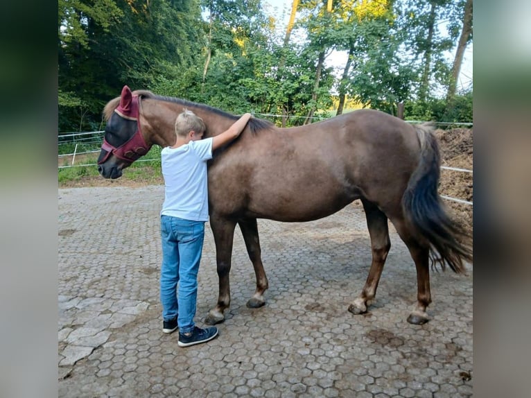 Haflinger Croisé Jument 13 Ans 143 cm Alezan brûlé in Mehrstetten