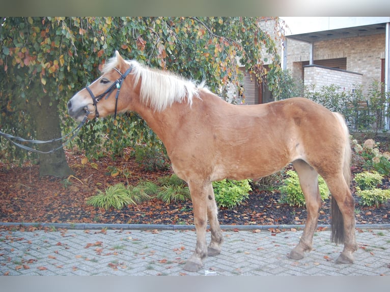 Haflinger Jument 13 Ans 146 cm Alezan in Metelen