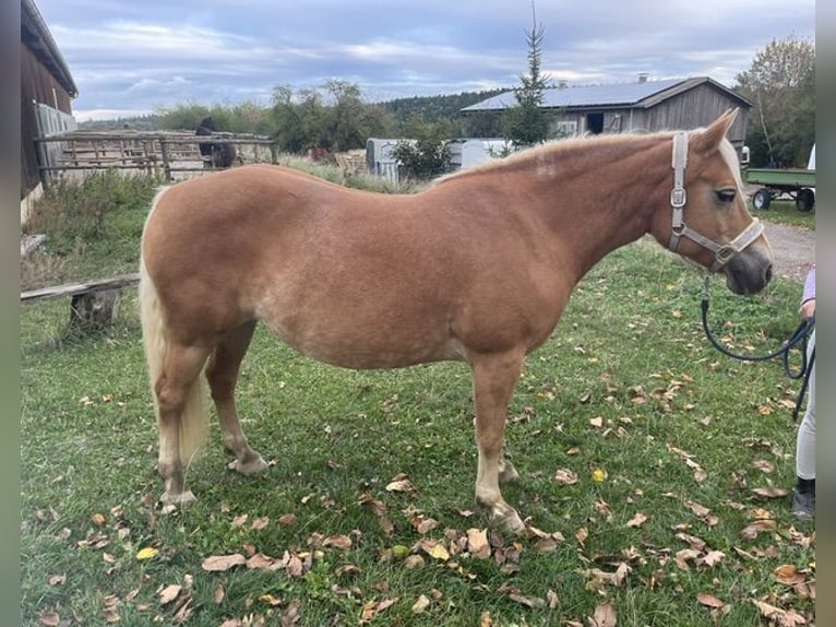 Haflinger Jument 13 Ans 146 cm  in Welzheim