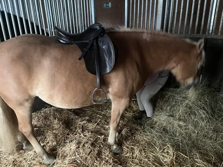 Haflinger Jument 13 Ans 146 cm  in Welzheim