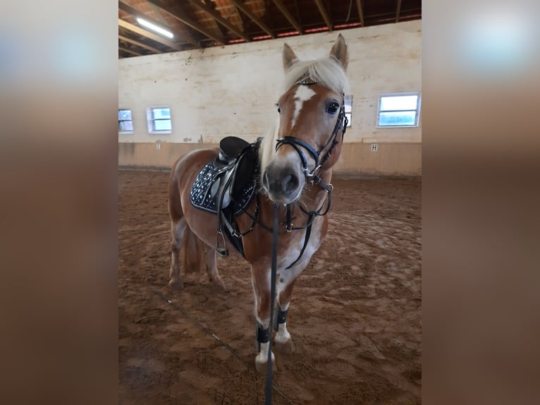 Haflinger Jument 13 Ans 148 cm  in Einbeck/Hoppensen
