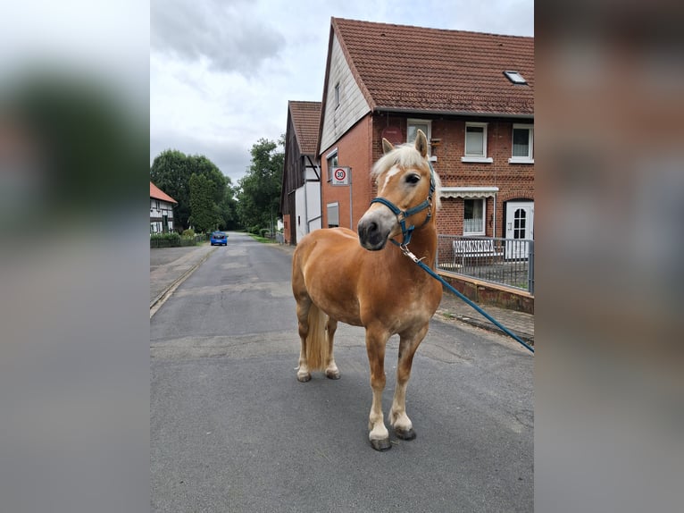 Haflinger Jument 13 Ans 148 cm  in Einbeck/Hoppensen