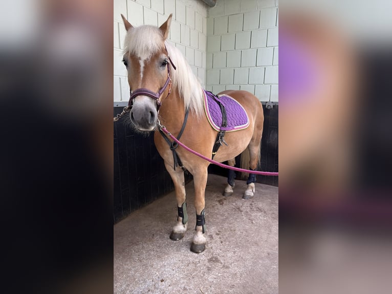 Haflinger Jument 13 Ans 148 cm  in Einbeck/Hoppensen