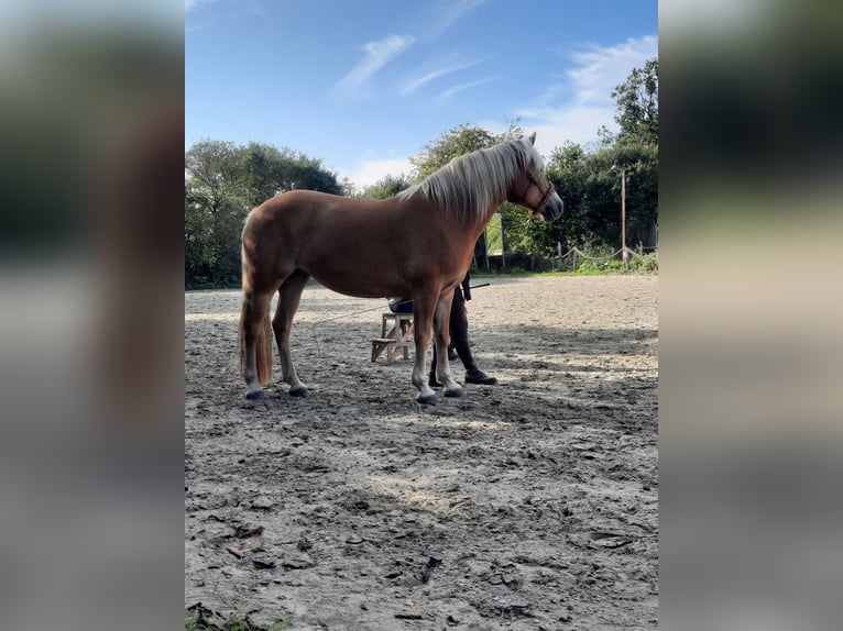 Haflinger Jument 13 Ans 149 cm Palomino in Dannau