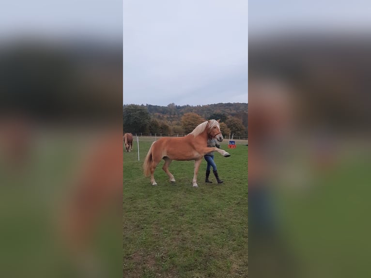 Haflinger Jument 13 Ans 149 cm Palomino in Dannau