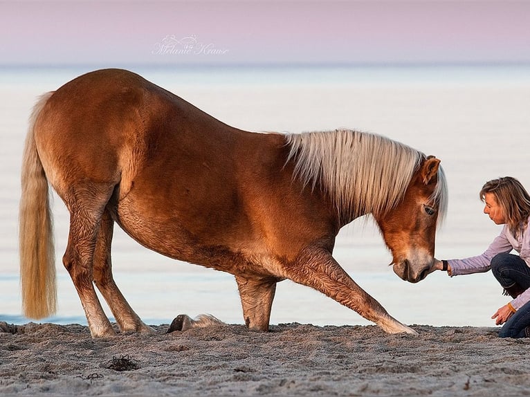 Haflinger Jument 13 Ans 149 cm Palomino in Dannau