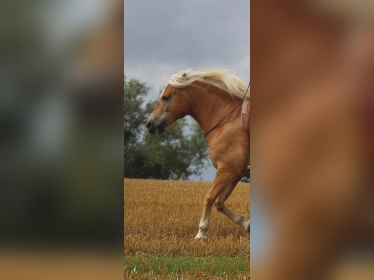 Haflinger Jument 13 Ans 149 cm Palomino in Dannau