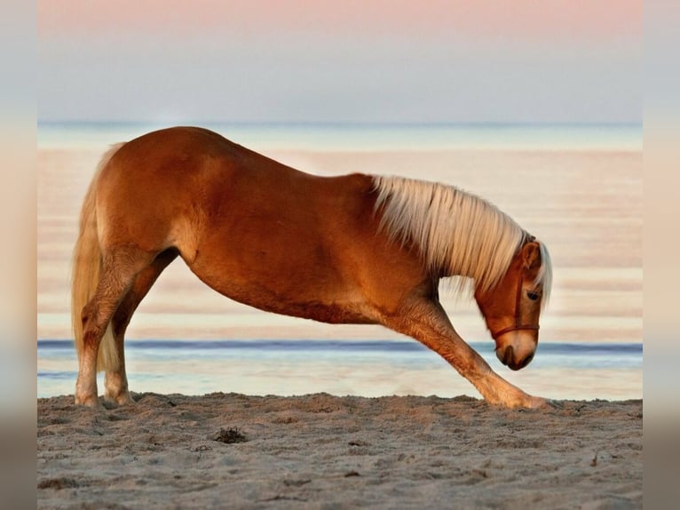 Haflinger Jument 13 Ans 149 cm Palomino in Dannau