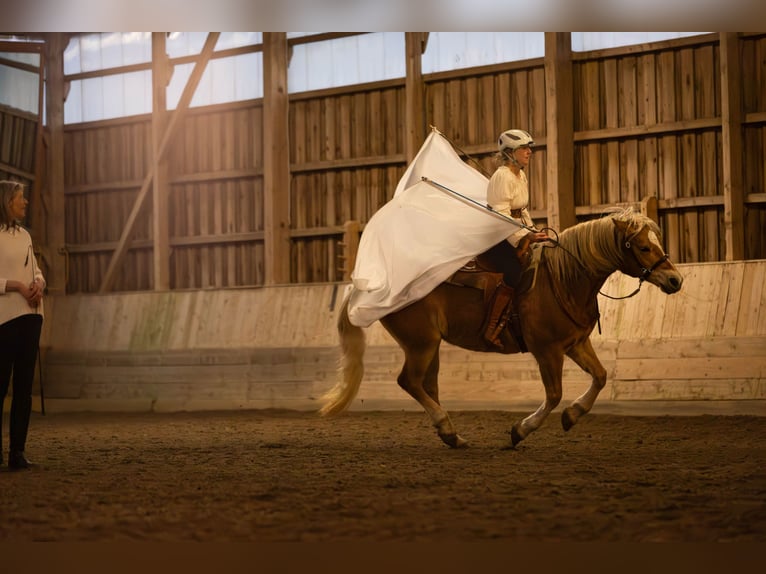 Haflinger Jument 13 Ans 149 cm Palomino in Dannau