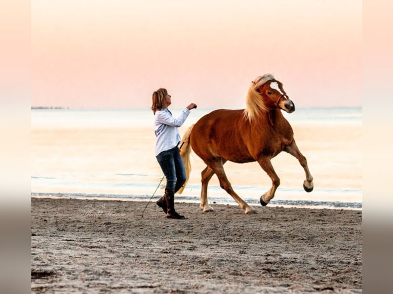 Haflinger Jument 13 Ans 149 cm Palomino in Dannau