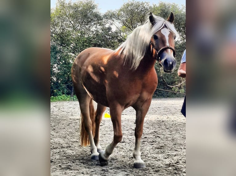 Haflinger Jument 13 Ans 149 cm Palomino in Dannau