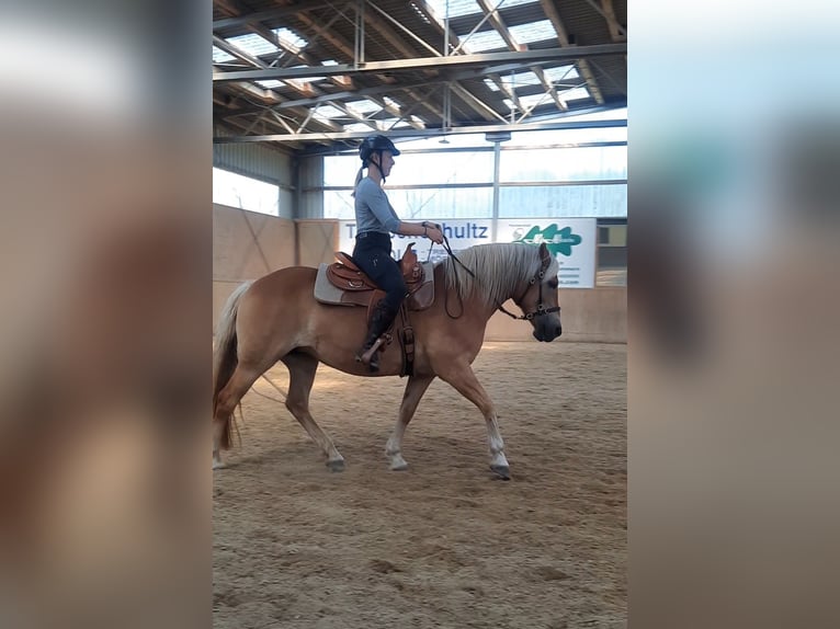 Haflinger Jument 13 Ans 149 cm Palomino in Dannau