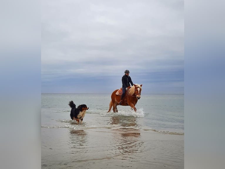 Haflinger Jument 13 Ans 149 cm Palomino in Dannau