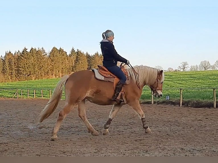 Haflinger Jument 13 Ans 149 cm Palomino in Dannau