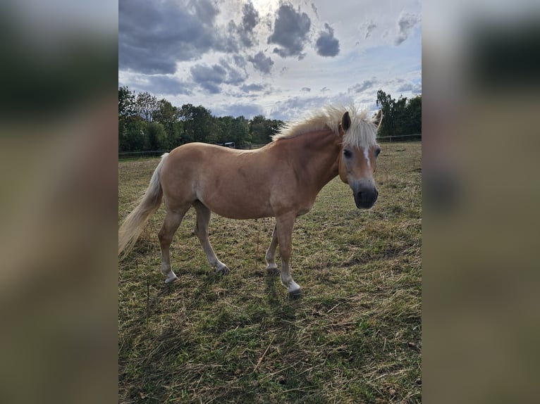 Haflinger Jument 13 Ans 150 cm Alezan in Uetze
