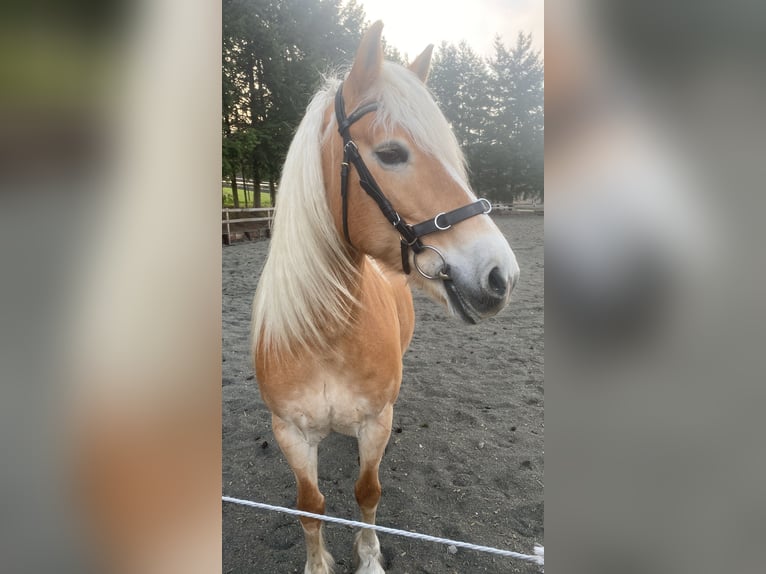 Haflinger Jument 13 Ans 150 cm Bai in Grub