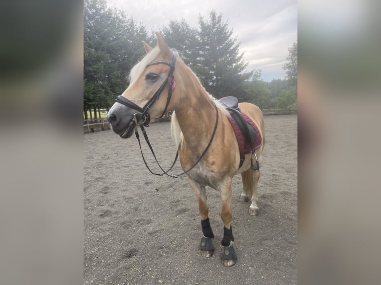 Haflinger Jument 13 Ans 150 cm Bai in Grub