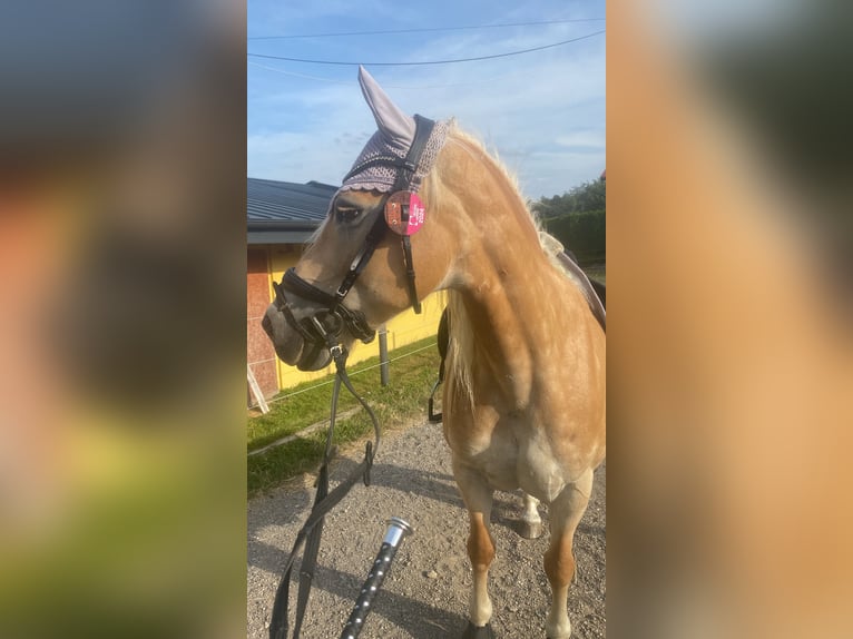 Haflinger Jument 13 Ans 150 cm Bai in Grub