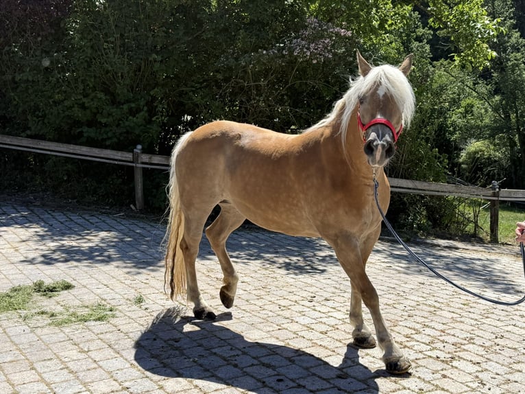 Haflinger Jument 13 Ans 150 cm Bai clair in Perlesreut