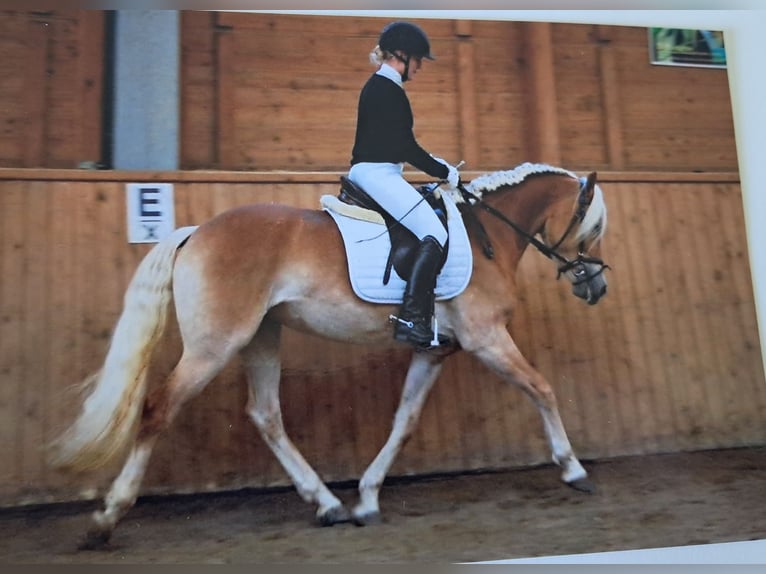 Haflinger Jument 13 Ans 152 cm Alezan in Rauenberg