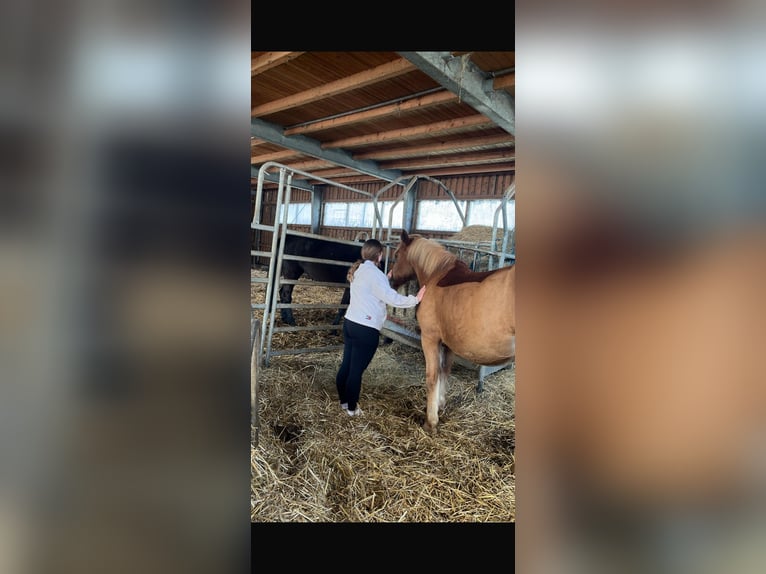 Haflinger Jument 13 Ans 155 cm Alezan in Sulz am Neckar