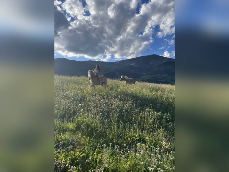 Haflinger Jument 13 Ans 155 cm  in Pennewang