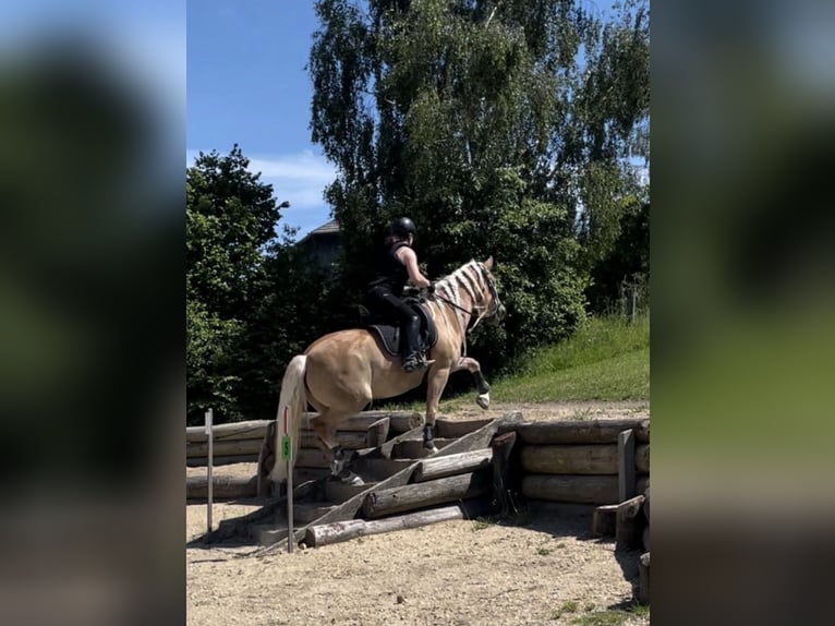 Haflinger Jument 13 Ans 155 cm  in Serfaus