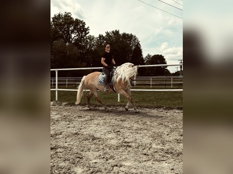 Haflinger Jument 13 Ans 155 cm  in Serfaus