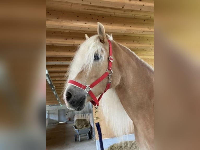 Haflinger Jument 13 Ans 155 cm  in Serfaus