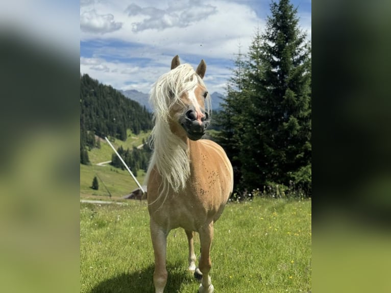 Haflinger Jument 13 Ans 155 cm  in Serfaus
