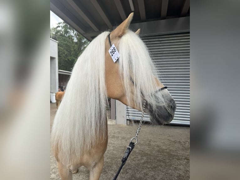 Haflinger Jument 13 Ans 155 cm  in Serfaus