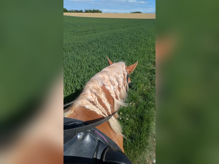 Haflinger Jument 13 Ans 156 cm Alezan in Steyr