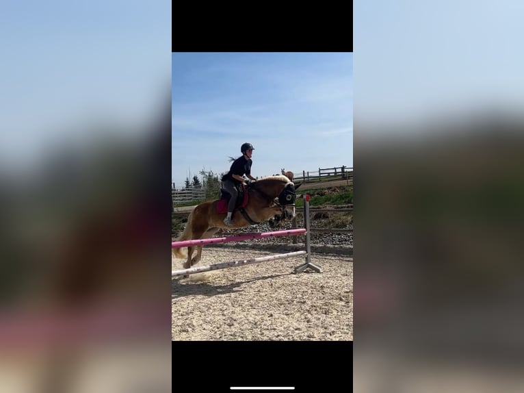 Haflinger Jument 13 Ans 158 cm Alezan in Pyrawang