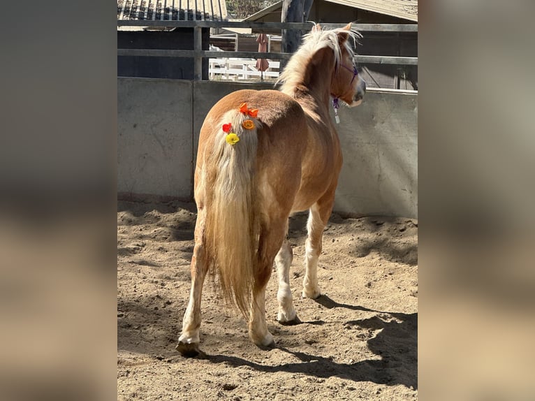 Haflinger Jument 14 Ans 142 cm Alezan brûlé in San Juan Capistrano