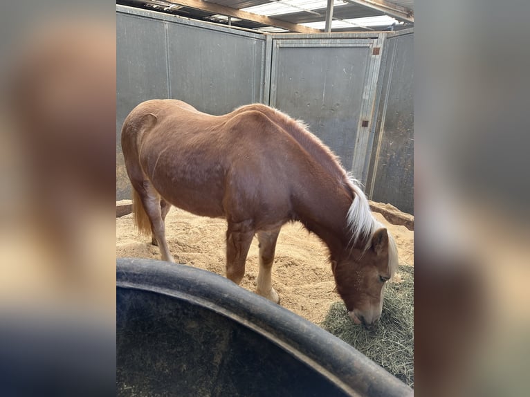 Haflinger Jument 14 Ans 142 cm Alezan brûlé in San Juan Capistrano