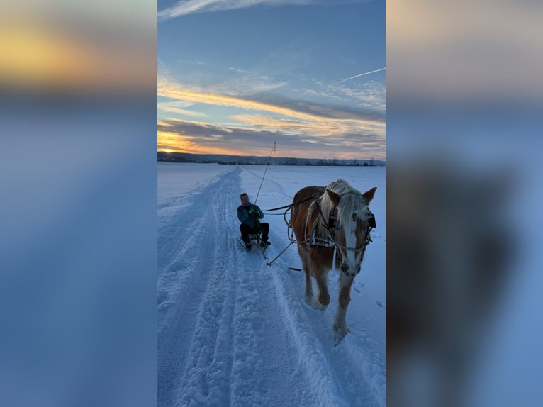 Haflinger Jument 14 Ans 145 cm Alezan in Ballenstedt