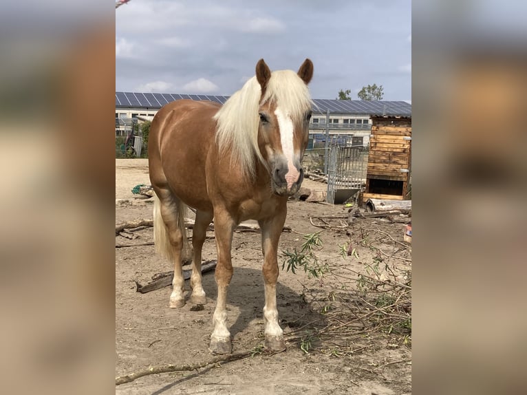 Haflinger Jument 14 Ans 145 cm Alezan in Ballenstedt