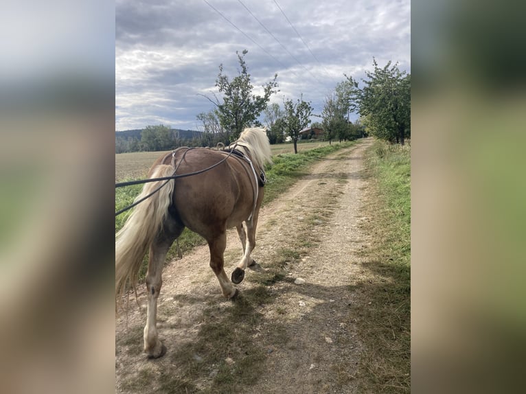 Haflinger Jument 14 Ans 145 cm Alezan in Ballenstedt