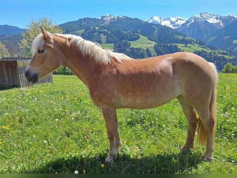 Haflinger Jument 14 Ans 145 cm Alezan in Kirchbichl