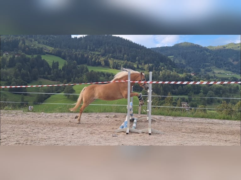 Haflinger Jument 14 Ans 146 cm Alezan in St. Veit im Pongau