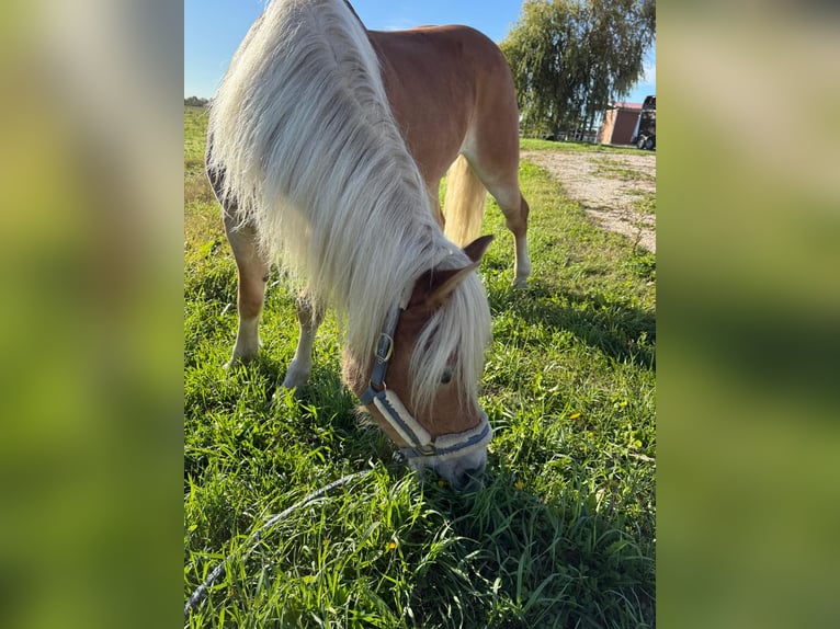 Haflinger Jument 14 Ans 147 cm Alezan in Hranitzen