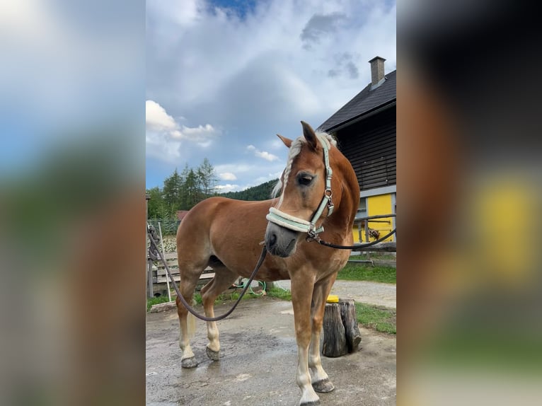 Haflinger Jument 14 Ans 147 cm Alezan in Hranitzen