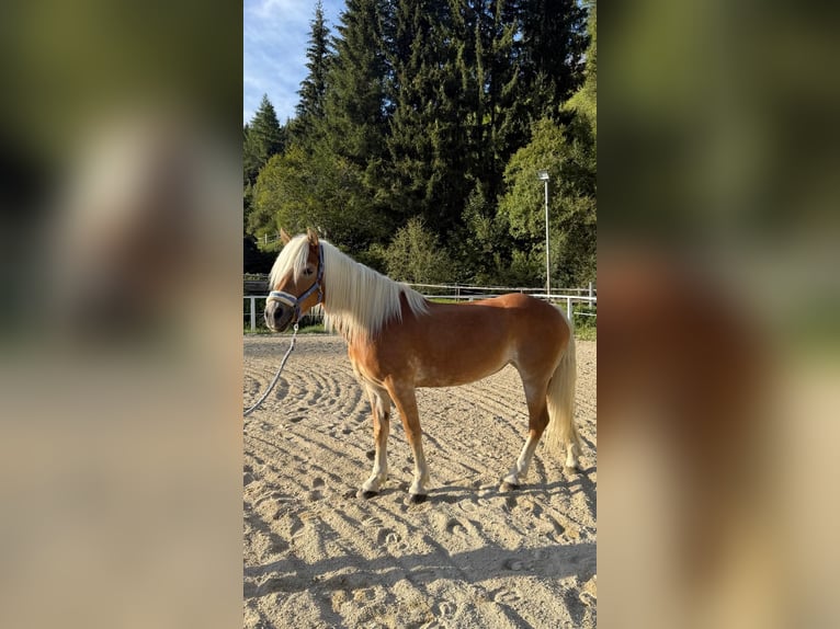 Haflinger Jument 14 Ans 147 cm Alezan in Hranitzen