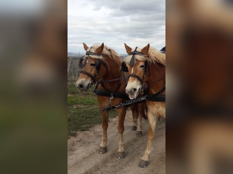Haflinger Jument 14 Ans 147 cm  in Wendelsheim