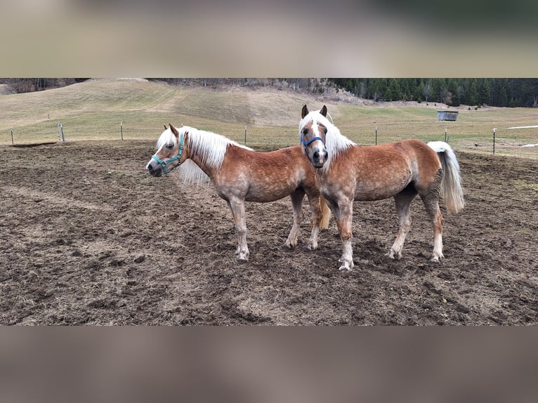Haflinger Jument 14 Ans 148 cm Alezan in Namlos